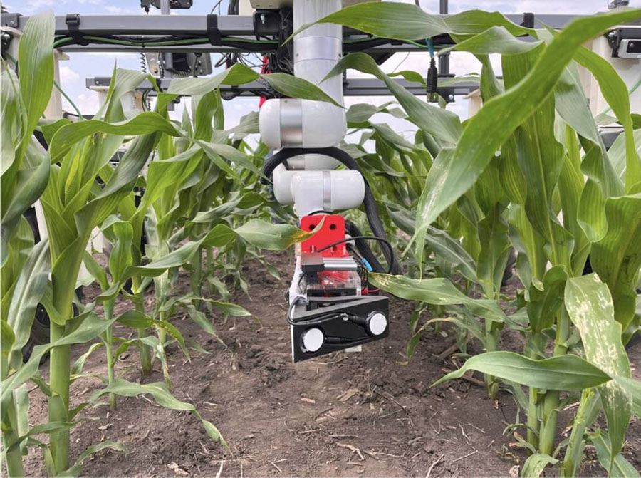 A wheeled robot with a sensor attached traverses a corn field.