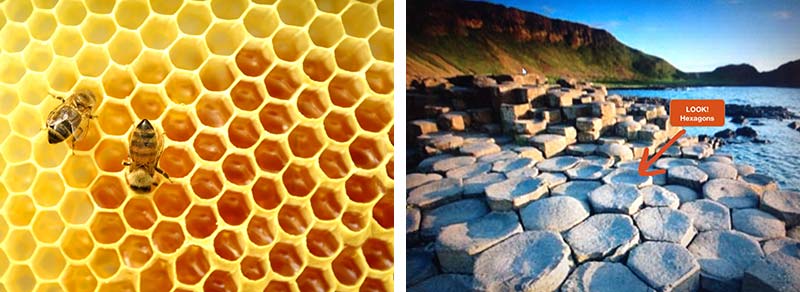 Photos of hexagons in nature: honeycombs, seastones