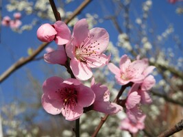 ../_images/Pink_Cherry_Blossom.jpg