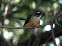 Fantail