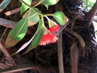 Flowering shrub