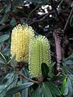 Flowering shrub