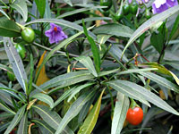 Flowering shrub