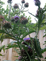 Artichoke plant in a garden