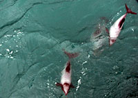 Hector dolphins