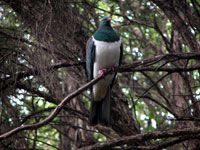 New Zealand pigeon