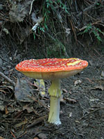 Toadstool