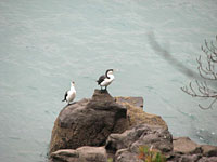 Shags (cormorants)