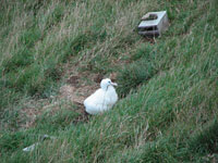 Royal albatross chick