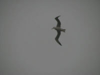 Royal Albatross in flight