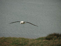 Royal albatross in flight