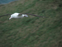 Royal albatross homing in