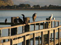 Shore birds on railing