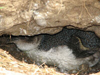 Blue penguin sleeping in nest