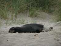 Sleeping fur seal