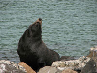 Waking fur seal