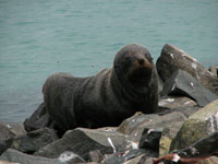 Waking fur seal