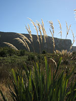 Grasses on the path