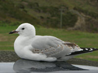 Sea gull