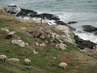 Sheep grazing near a beach