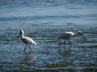 Spoonbills