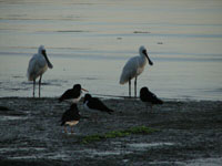 Spoonbills