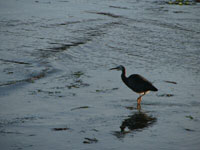 White-faced heron