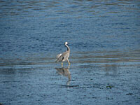 White-faced heron