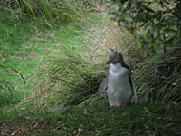 Yellow-eyed penguin